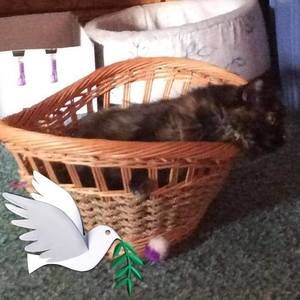 Meet your Posher, Linda